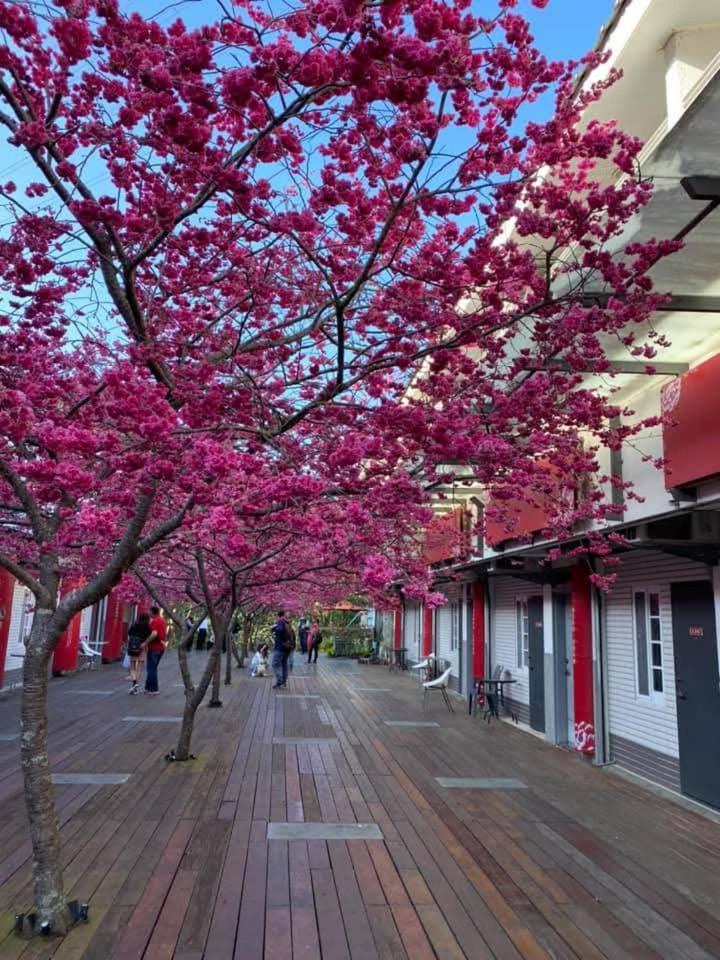 Miaoli Sanyi Bo Wu Guan Homestay Buitenkant foto